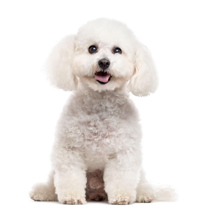 10 Best Hypoallergenic Dog Breeds of 2023 – (Also Cute) 3 Bichon Frise